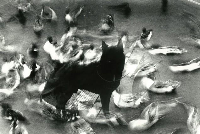 Warning #1, 2008 © Kosuke, Christophe Guye