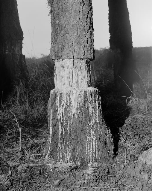 Untitled (Tree Sap)
