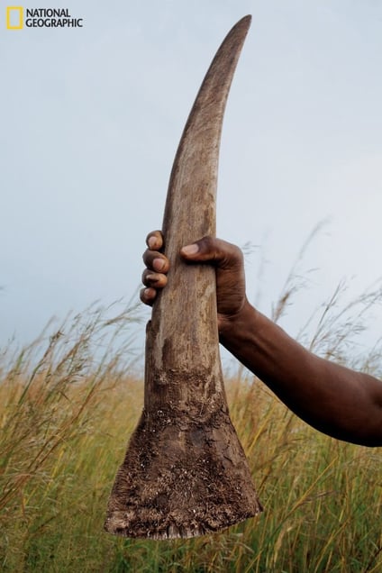 An eight-pound rhino horn like this one can reap up to $360,000 on the black market. From the October 125th anniversary issue of National Geographic magazine © Brent Stirton/National Geographic