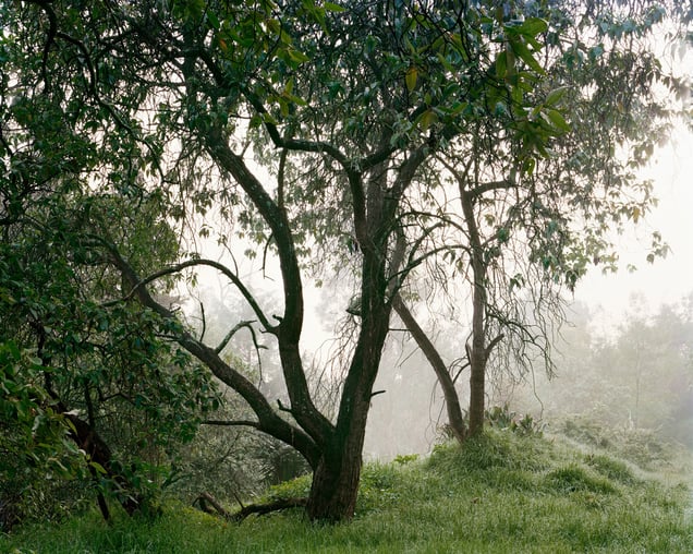 Untitled 5, La Fosa Común