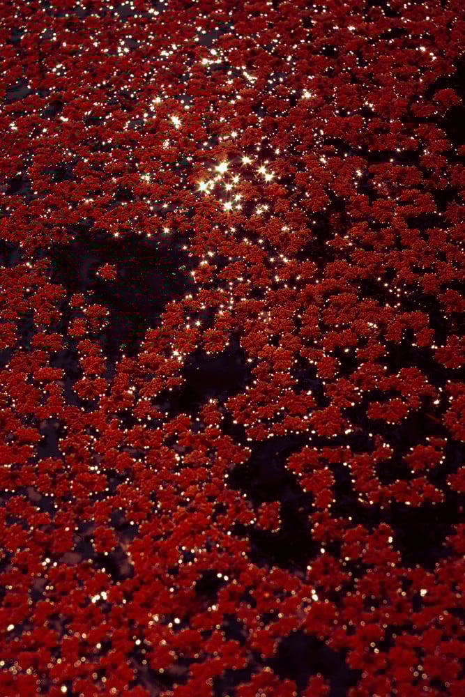 Secret Garden - Essence