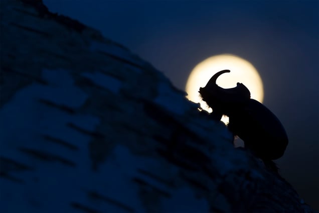Four centimeters of mightiness that moves slowly and relentlessly on a tree, while the moon rises on the background. The rhinoceros beetle is a nocturnal insect: during the day they stay safe under the cortex of the trees and with the summer, they become very active, flying at dusk to find a mate.