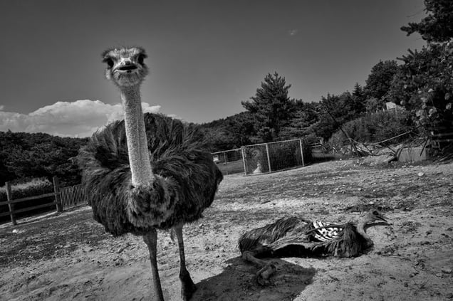 Abandoned farm, from the series Fukushima "No Go" Zone, © Pierpaolo Mittica.