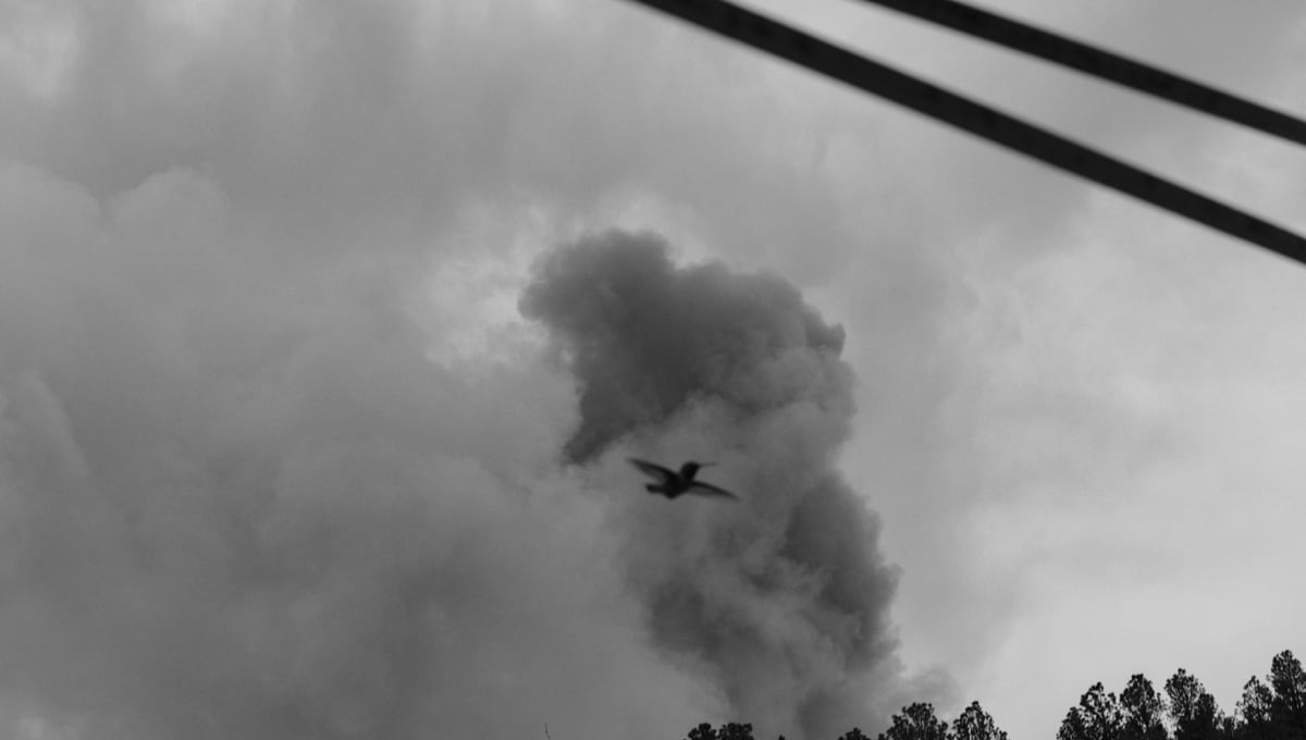 Hummingbird