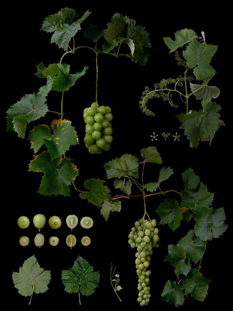 Vitis labrusca L. × V.vinifera Bailey 'Shine Muscat'