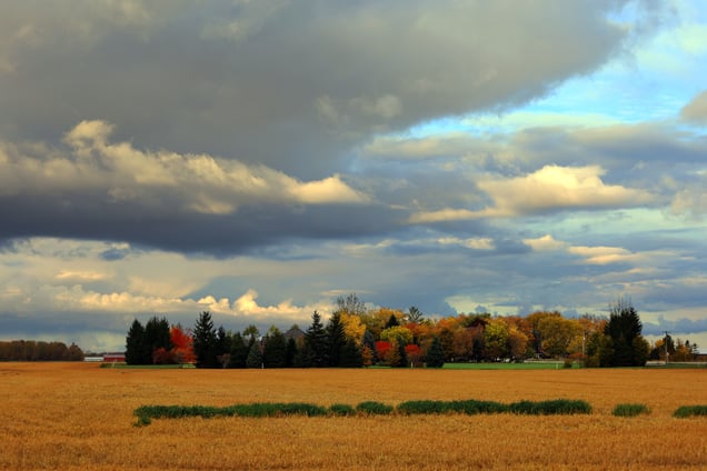 Cornfield at golden hour