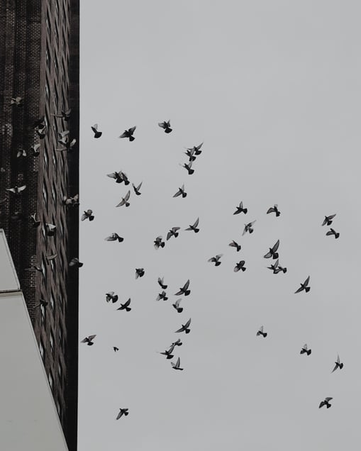 Looking Up