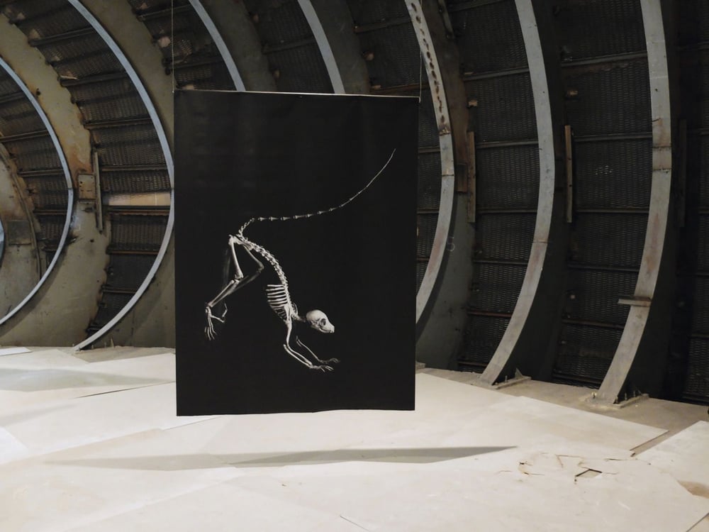 Evolution　Patrick Gries　スカル・アート Evolution Patrick Gries スカル・アート Evolution Patrick Gries