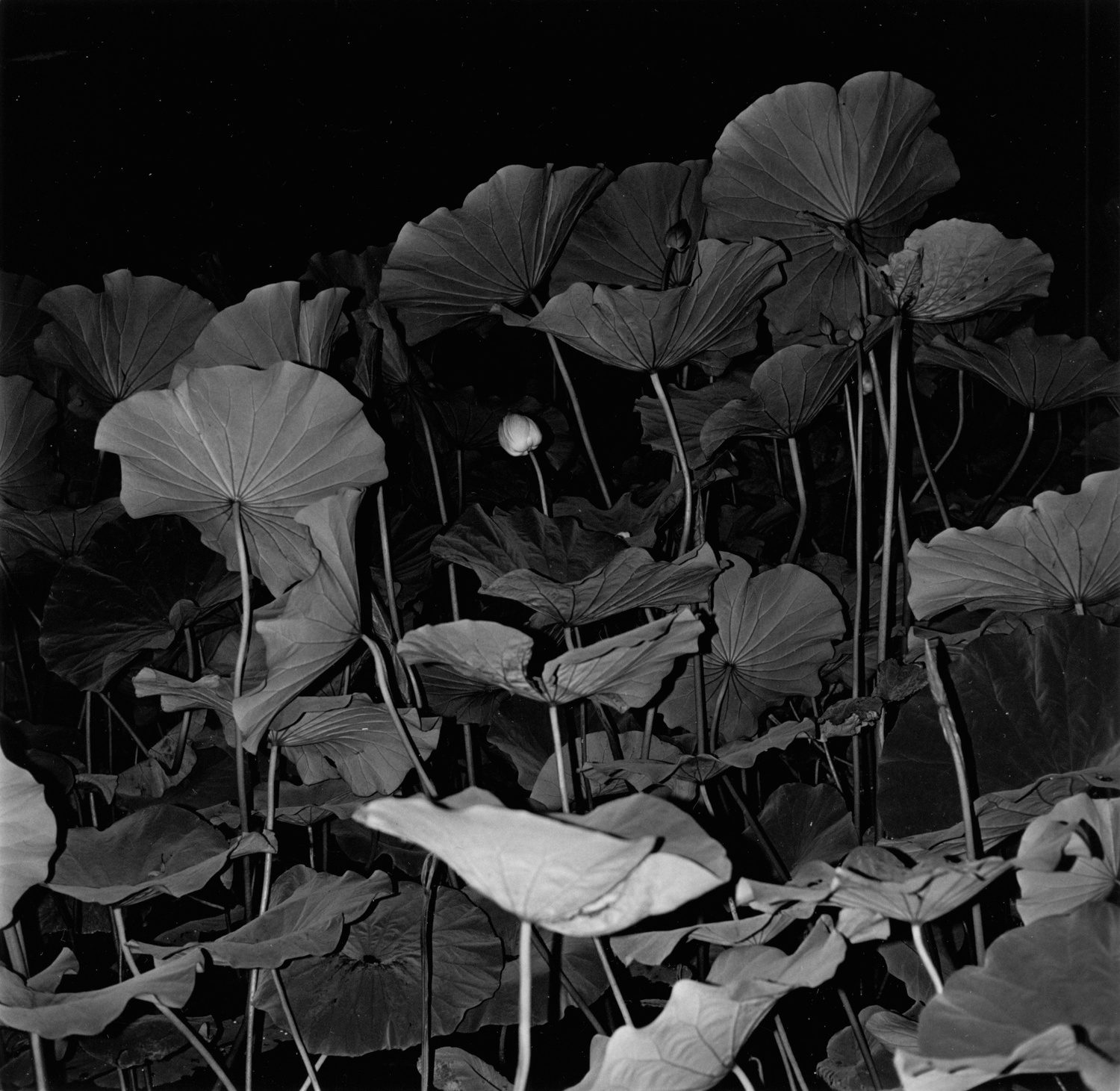 【Chimさん専用】マスター写真集 BLACK & WHITE Anonymous Japanese Master: Issei Suda - Photographs by Issei Suda