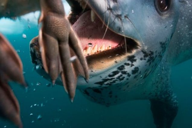 1st prize Nature Stories, © Paul Nicklen, Canada, National Geographic Magazine, Leopard seal hunting, Antarctica