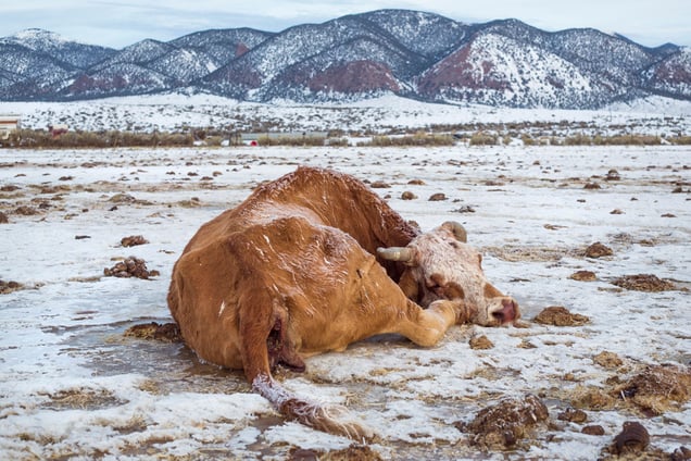 The first winter on the new ranch was hard for everyone. Sometimes when cows die in the wintertime they just freeze up. O'Toole Ranch, Reese River, Nevada 2016