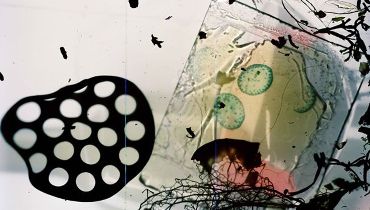 © Stephen Gill, from the series Outside In, commissioned for the Brighton Photo Biennial 2010