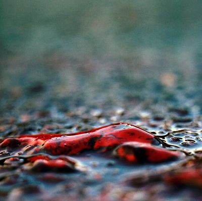 How do you apologize?