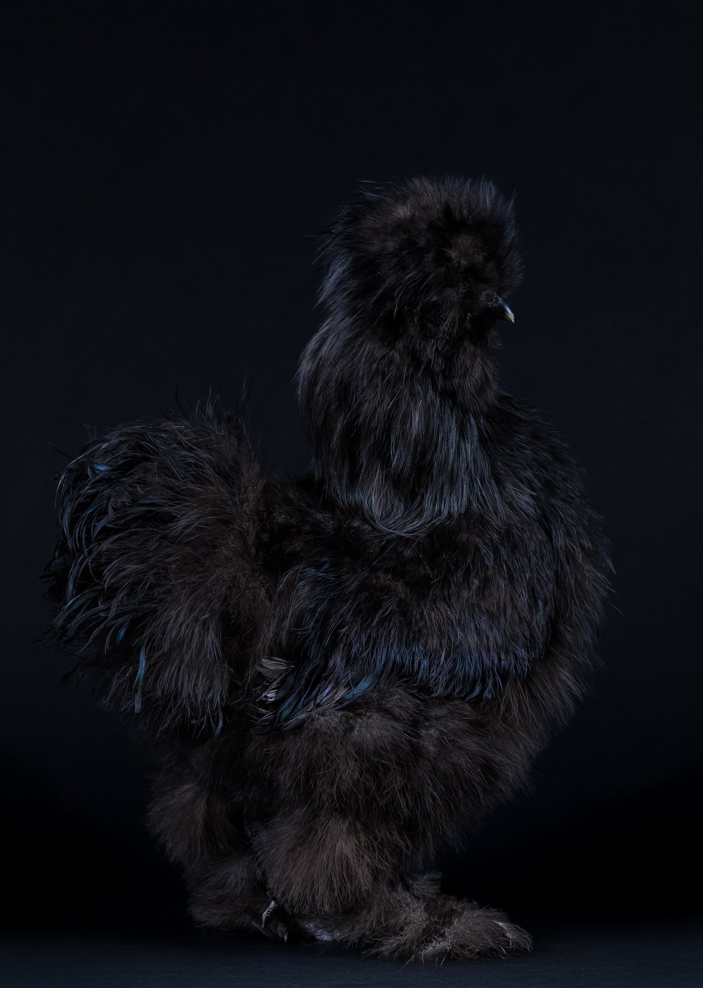 Silkie rooster 
