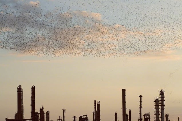 From the series "Refinery Flocks" © Massimo Cristaldi