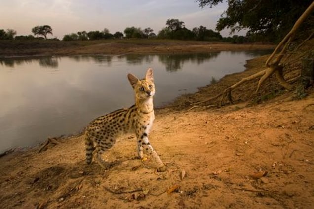 1st prize Nature Singles, © Michael Nichols, USA, National Geographic Magazine, Serval cat, Zakouma National Park, Chad