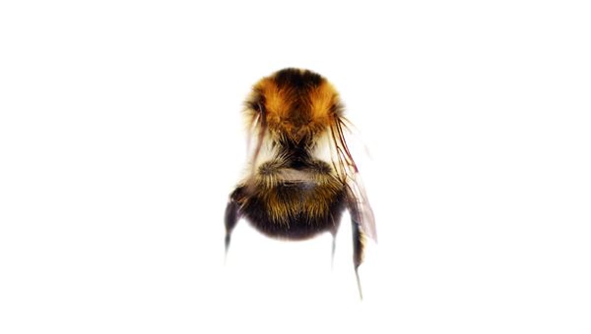 Bee, from "bejewelled carcasses: beauty beyond death" © Patricia Pastore