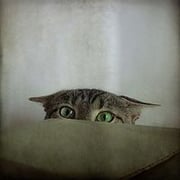 Beatrix Jourdan Meszoly