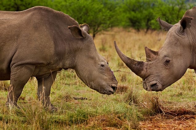 1st prize Nature Stories: © Brent Stirton, South Africa, Reportage by Getty Images for National Geographic magazine. Rhino Wars, Tugela Private Game Reserve, Colenso, Natal, South Africa, 9 November 2010. A female rhino in Natal, South Africa, that four months earlier survived a brutal dehorning by poachers who used a chainsaw to remove her horns.