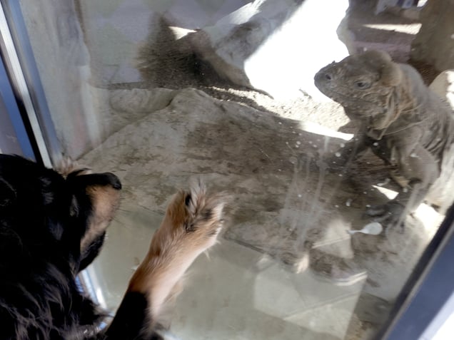 "SCEPTICISM SHOW CASE" or "CLOSE ENCOUNTER OF THE DADA EVOLUTIONARY KIND"