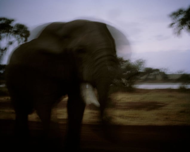 elephant, dusk, ewaso nyiro river, northern kenya-from the series 'with butterflies and warriors'-David Chancellor