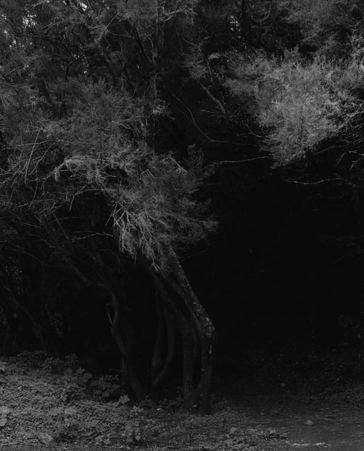 Untitled #351-7, 2013 © Awoiska van der Molen. All images courtesy of Huis Marseille.