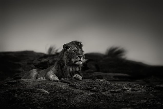 "Before the Rain." Masai mara, Kenya.