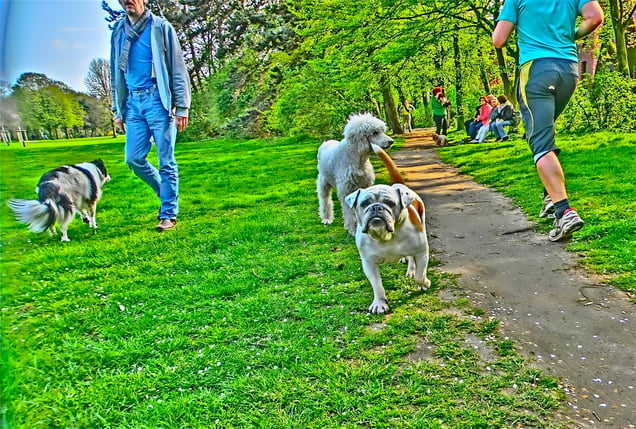 "MAD DOGS & MEADOW MOVES" "HUNDEWIESENBEWEGUNGSMELDER"