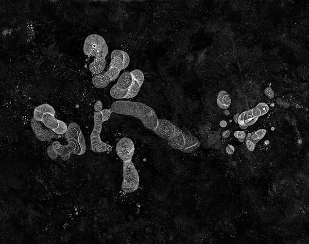 Birth, from the series, "Hydrology: Visions in Ice" © 2008 Douglas Capron