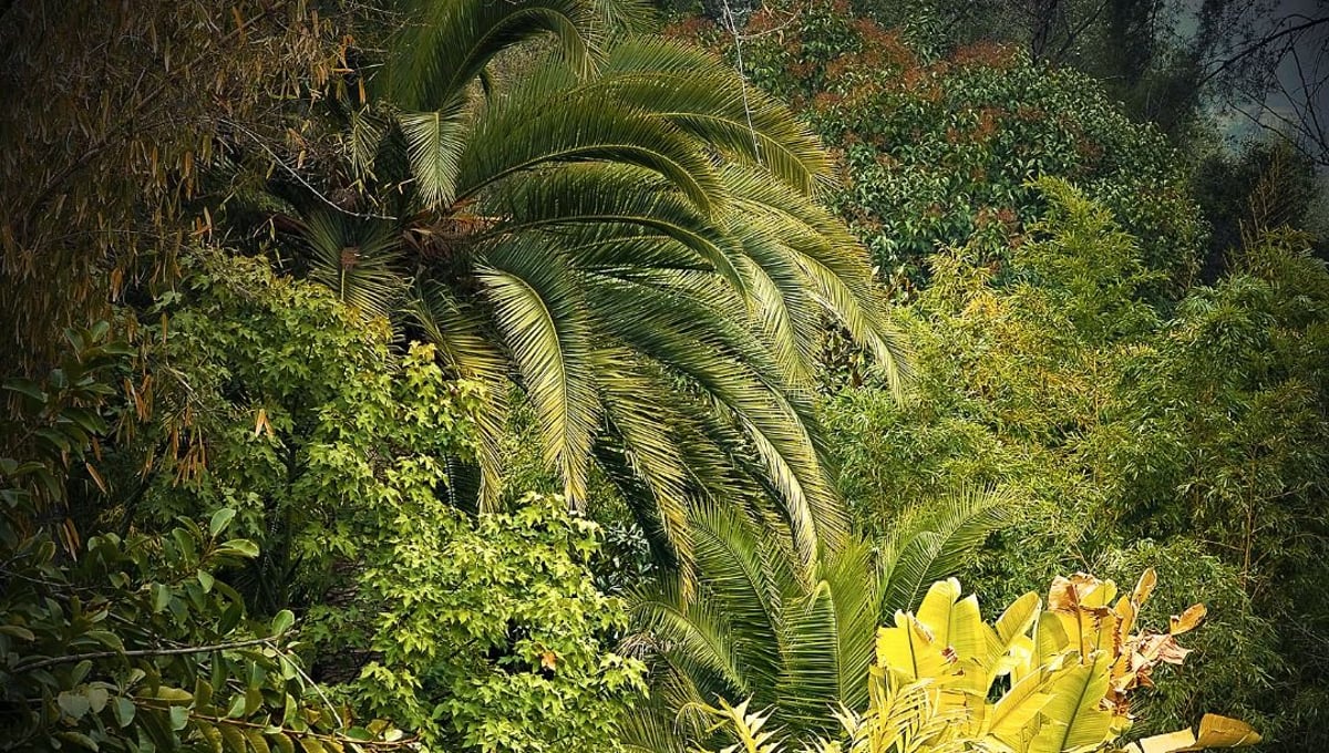 Jungles 01 © Olivia Lavergne