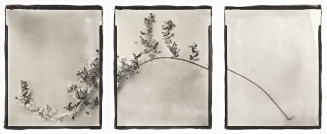 Botanical Specimen with Salt (Myrtle) © Claire A. Warden