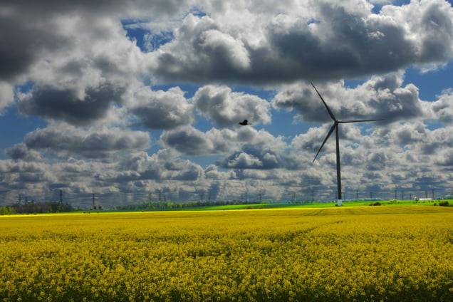 Canola farm