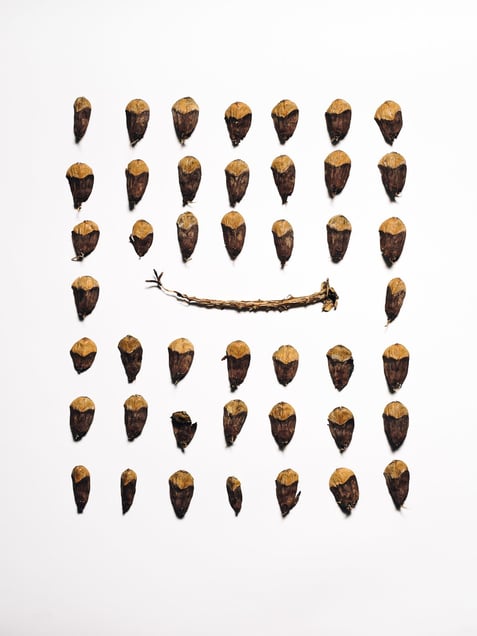 Midpoint, 2015
