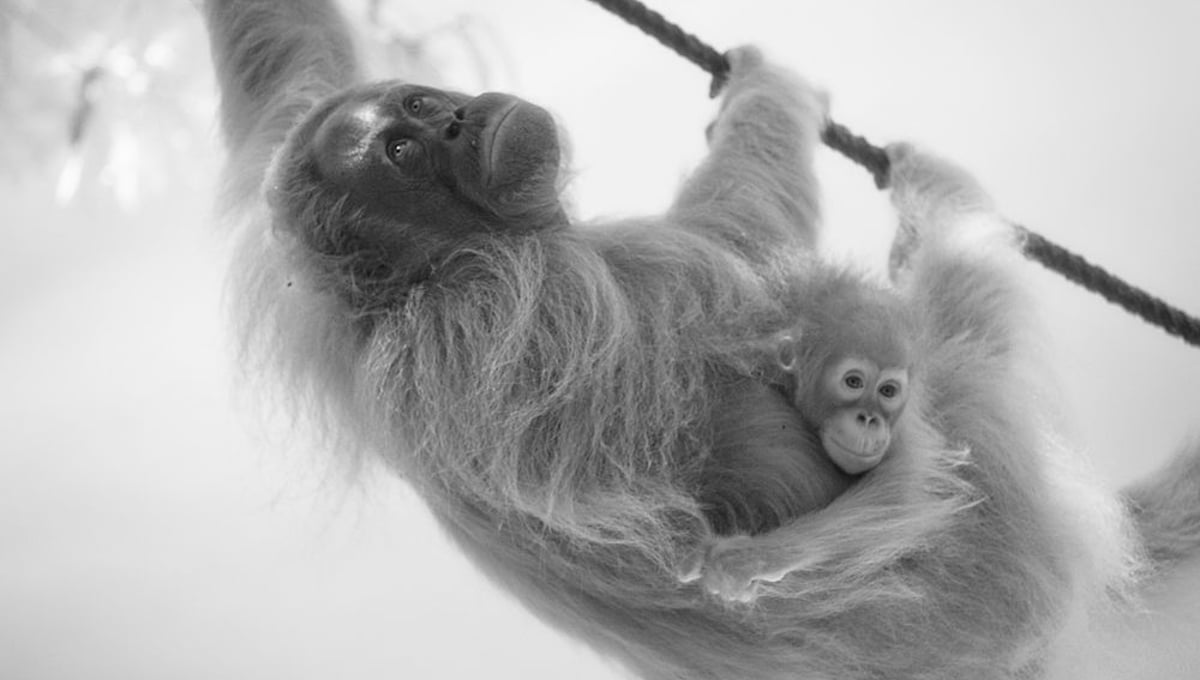 Mother and baby   © Darren Nisbett