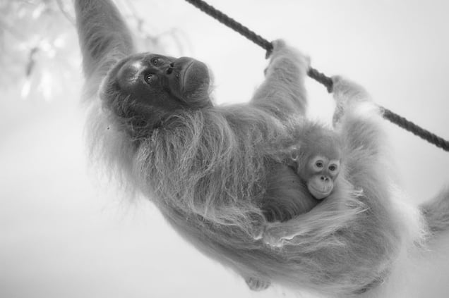 Mother and baby   © Darren Nisbett