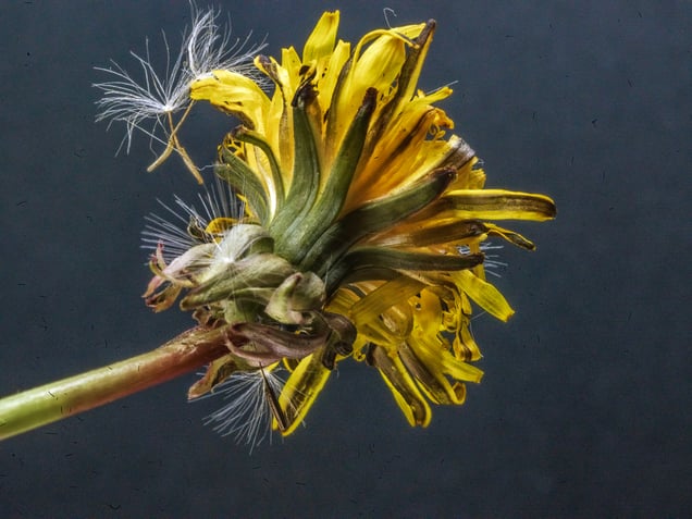 Yellow Dandelion #4