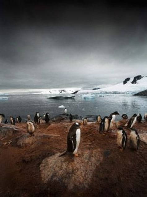 Gentoo Rookery, Series: Antarctica: The Global Warning, 2006, Petermann Island, Antarctica © Sebastian Copeland, courtesy of Prix Pictet 2008