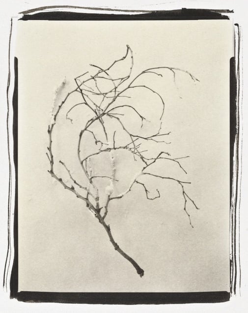 Botanical Specimen with Salt (Branch No. 3)© Claire A. Warden