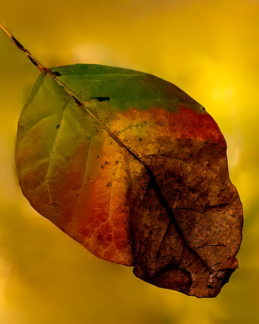 Cycle of Life