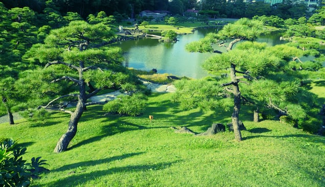 A garden pond viewed from above