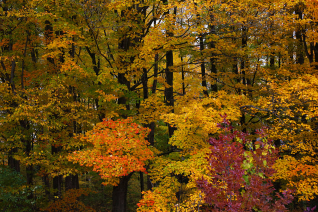 Golden landscape
