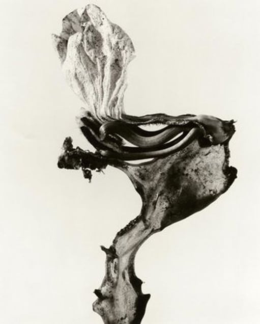 Herbarium series, Guillumeta polymorpha, 1982, Selenium toned gelatin silver print, 40 x 30 cm © Joan Fontcuberta