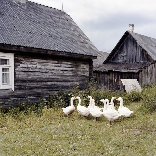 Geese, Rūdninkai, Šalčininkai district.