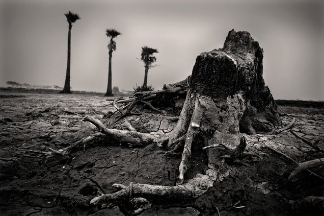 Increased salinity in the water turned fertile lands to barren ground. A ruin of an old tree trunk is left as evidence of past glory. Ashasuni, Satkhira. © Munem Wasif/VU'