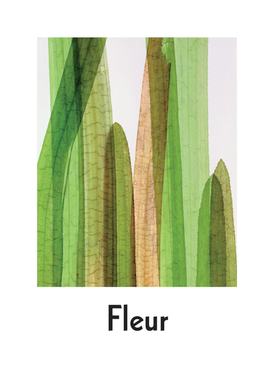 Fleur: Plant Portraits