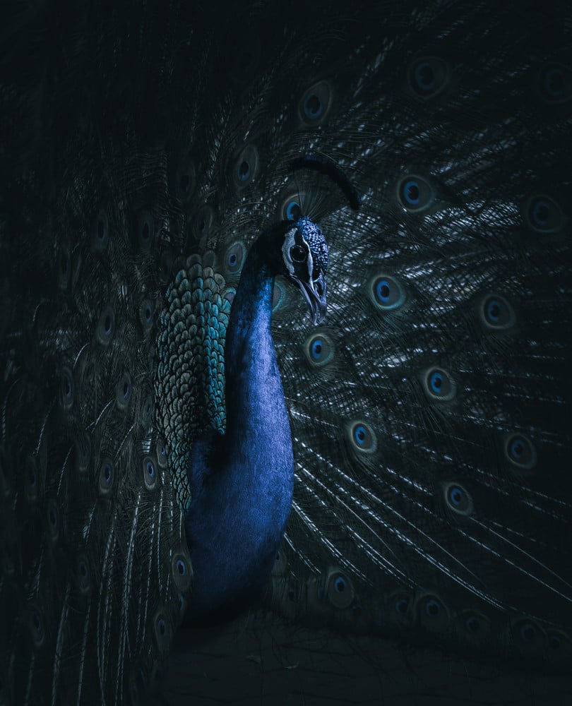 Fauna in Focus