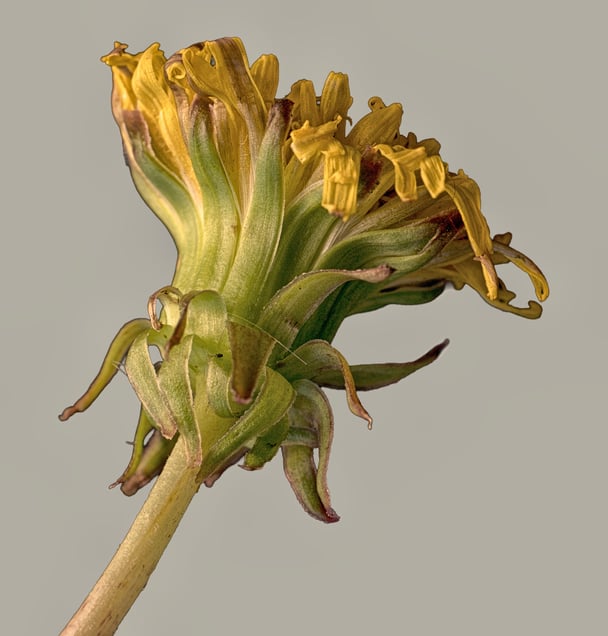 Yellow Dandelion #1