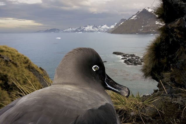 1st prize Nature Stories. © Paul Nicklen, Canada, National Geographic. South Georgia, Antartica