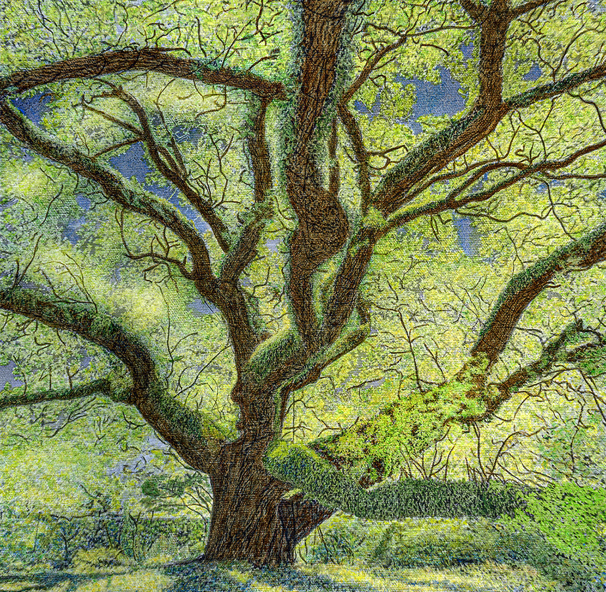 Painted Icons, Tree Portraits of Louisiana's Historic Live Oaks