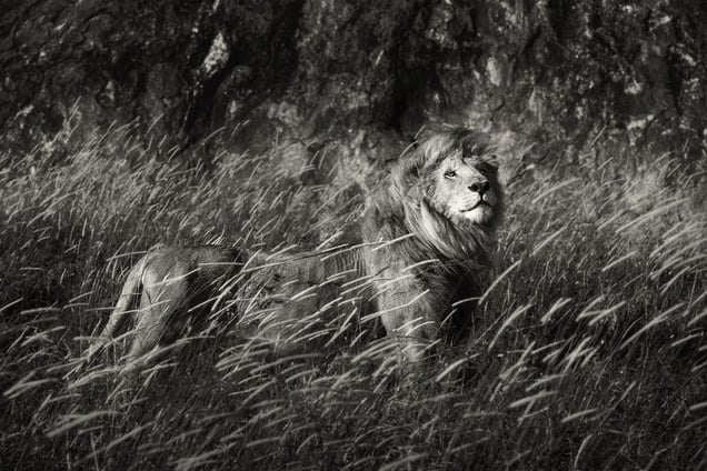 "The King of Simba Kopjes." An old wounded king is striking his majestic pose. Serengeti, Tanzania.
